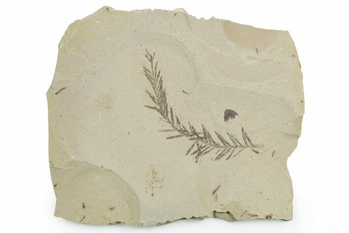 Shale With Dawn Redwood (Metasequoia) Fossils - Montana #351985